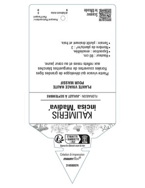 KALIMERIS (incisa) 'Madiva'