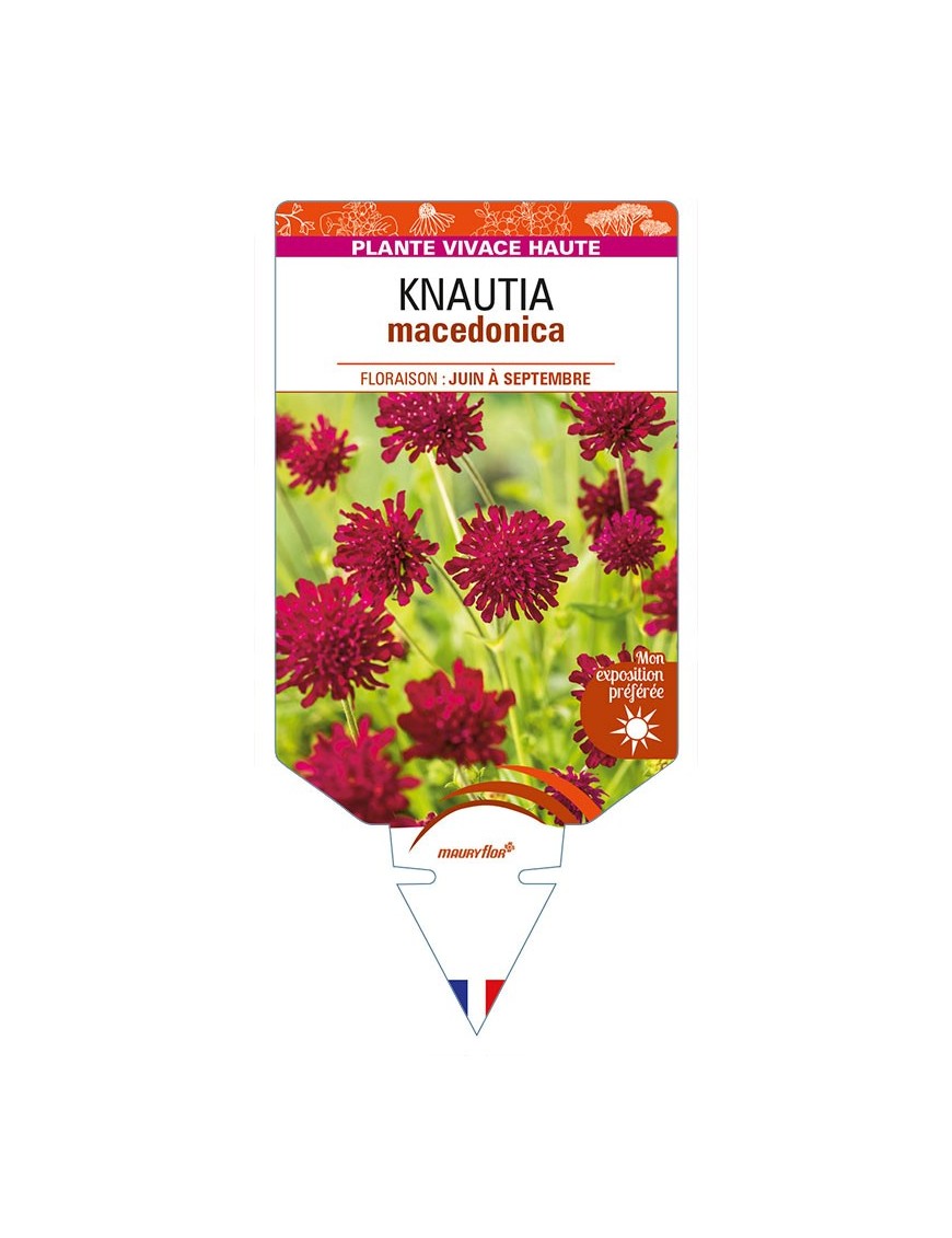 KNAUTIA macedonica