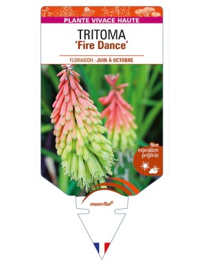 KNIPHOFIA (hirsuta) 'Fire Dance'