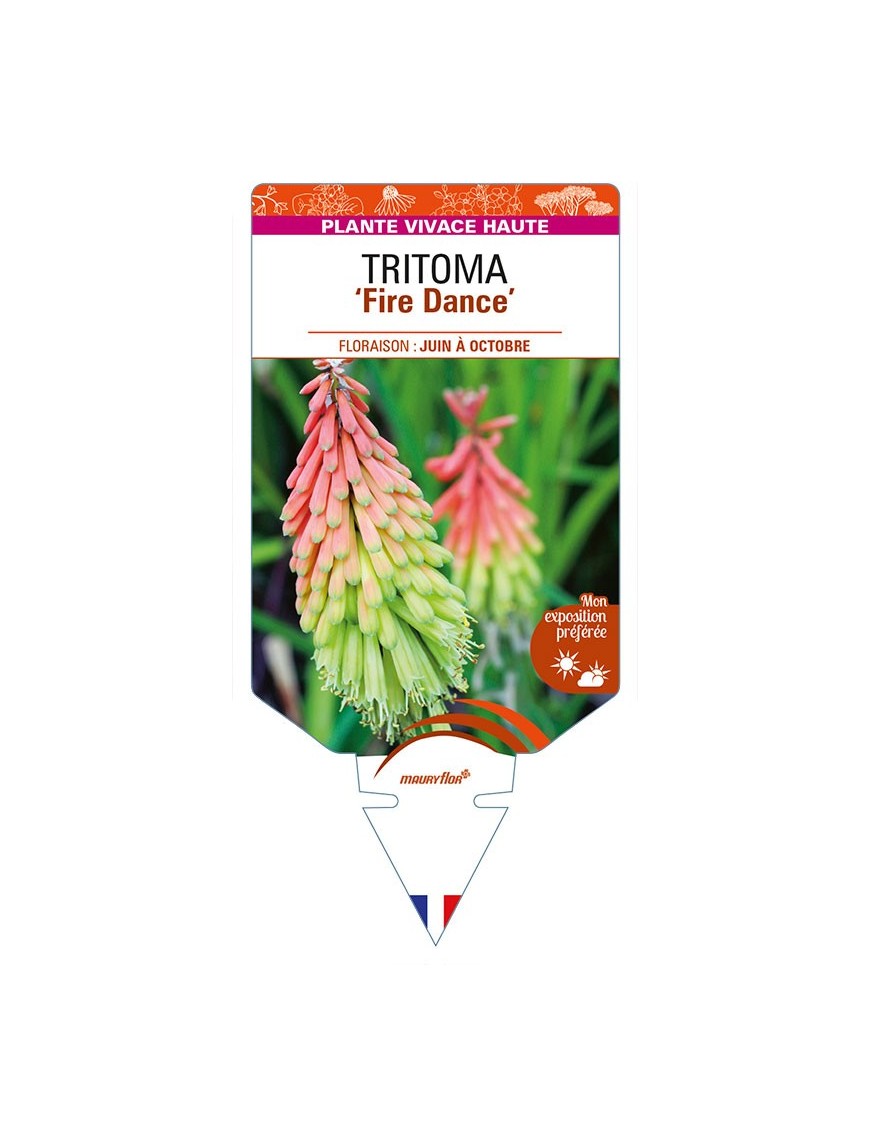 KNIPHOFIA (hirsuta) 'Fire Dance'