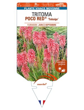 KNIPHOFIA POCO RED 'Tnknipr' voir TRITOMA