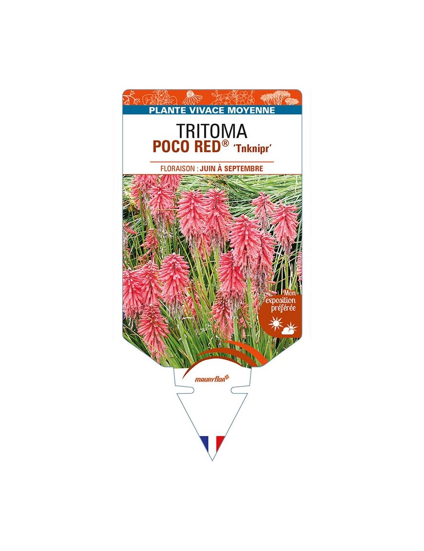 KNIPHOFIA POCO RED 'Tnknipr' voir TRITOMA
