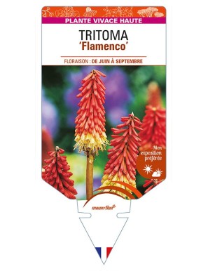KNIPHOFIA uvaria 'Flamenco' voir TRITOMA