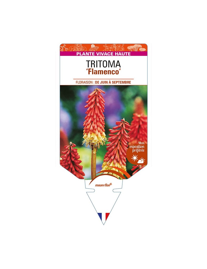 KNIPHOFIA uvaria 'Flamenco' voir TRITOMA