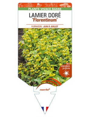 LAMIASTRUM galeobdolon 'Florentinum' voir LAMIER DORÉ