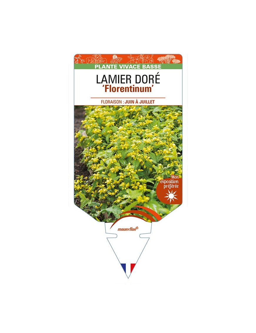 LAMIASTRUM galeobdolon 'Florentinum' voir LAMIER DORÉ