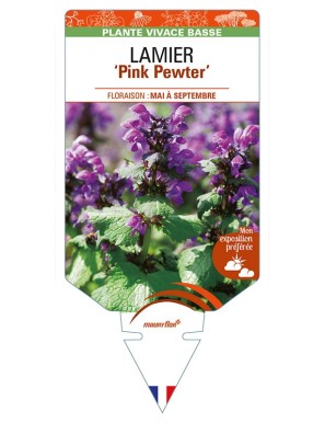 LAMIUM maculatum 'Pink Pewter' voir LAMIER