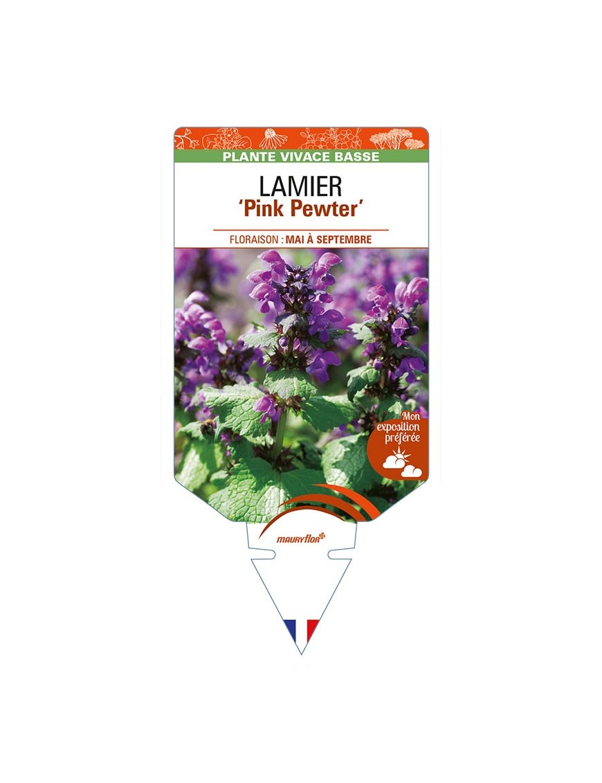 LAMIUM maculatum 'Pink Pewter' voir LAMIER
