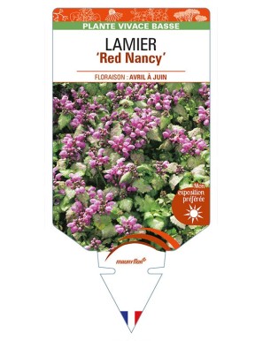 LAMIUM maculatum 'Red Nancy'