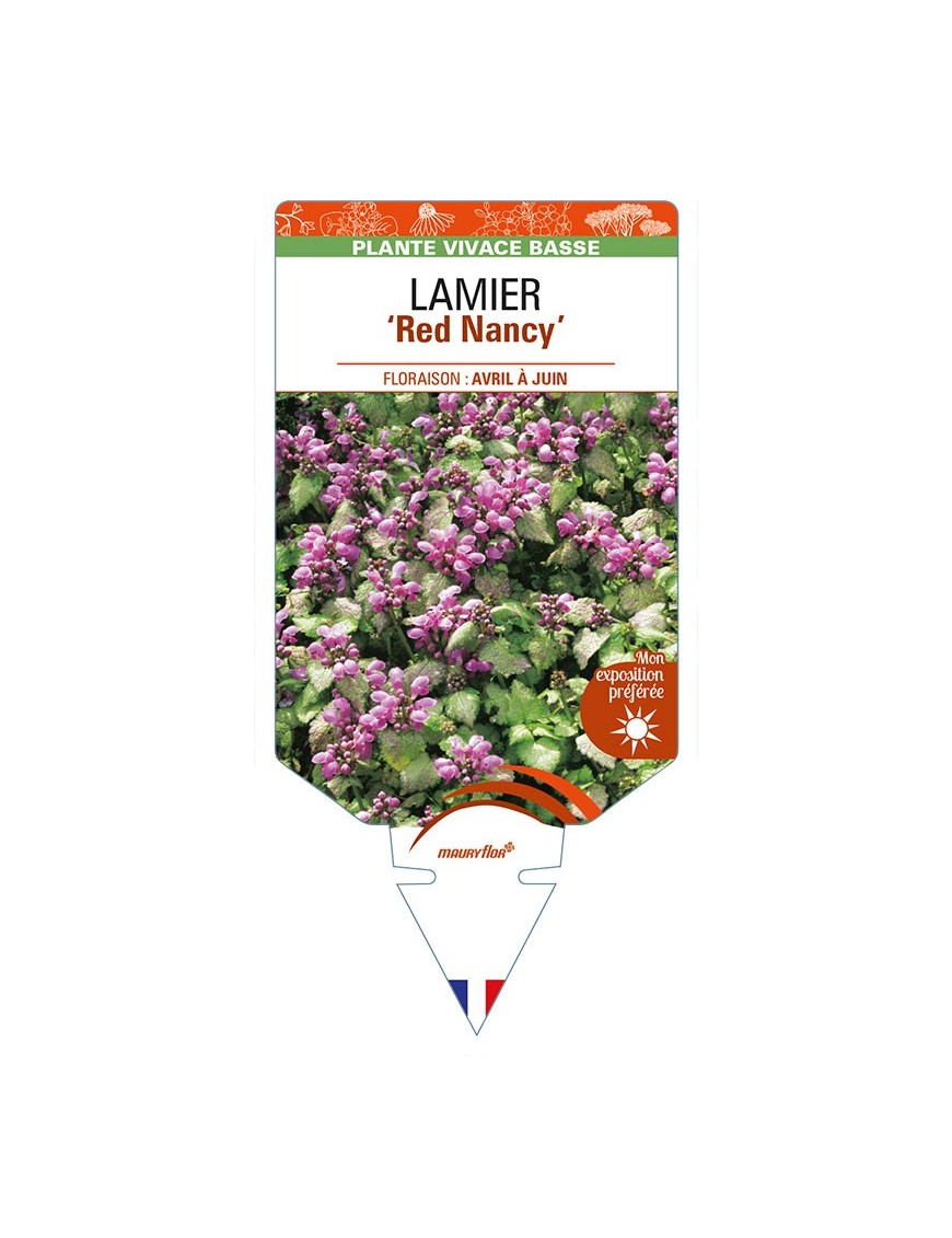 LAMIUM maculatum 'Red Nancy'