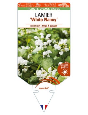 LAMIUM maculatum 'White Nancy'