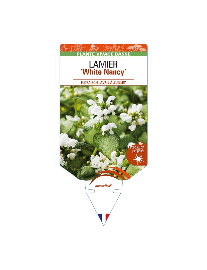LAMIUM maculatum 'White Nancy'