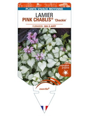 LAMIUM maculatum PINK CHABLIS 'Checkin' voir LAMIER