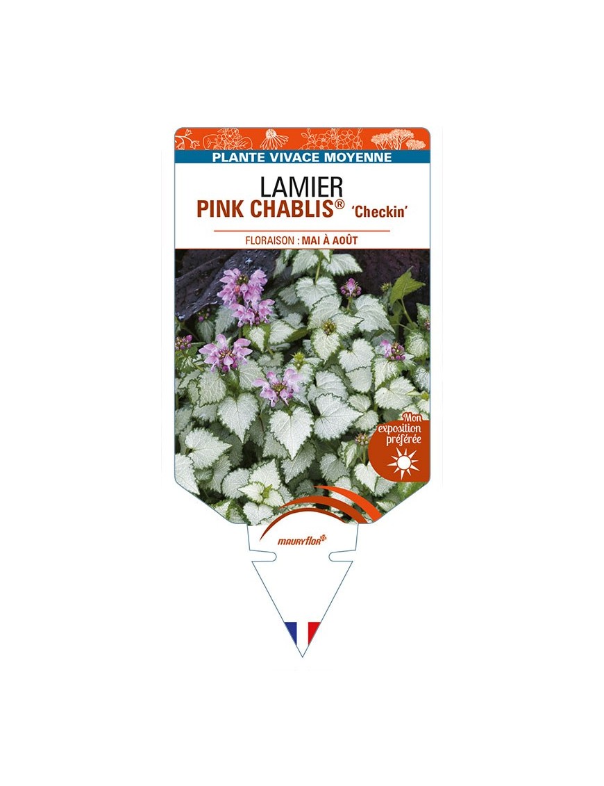 LAMIUM maculatum PINK CHABLIS 'Checkin' voir LAMIER