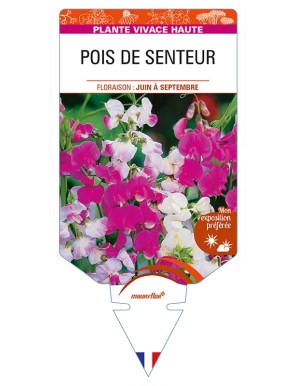 LATHYRUS latifolius (varié) voir POIS DE SENTEUR
