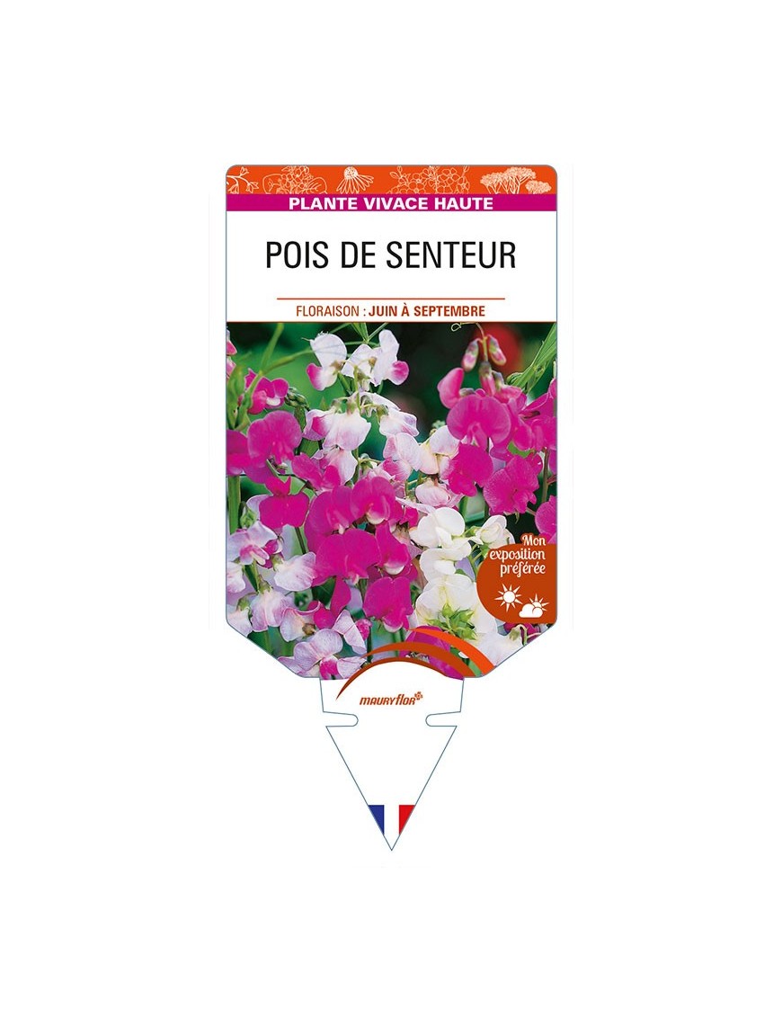 LATHYRUS latifolius (varié) voir POIS DE SENTEUR