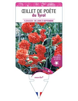 OEILLET DE POÈTE DU TYROL (ROUGE)
