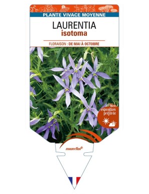 LAURENTIA isotoma