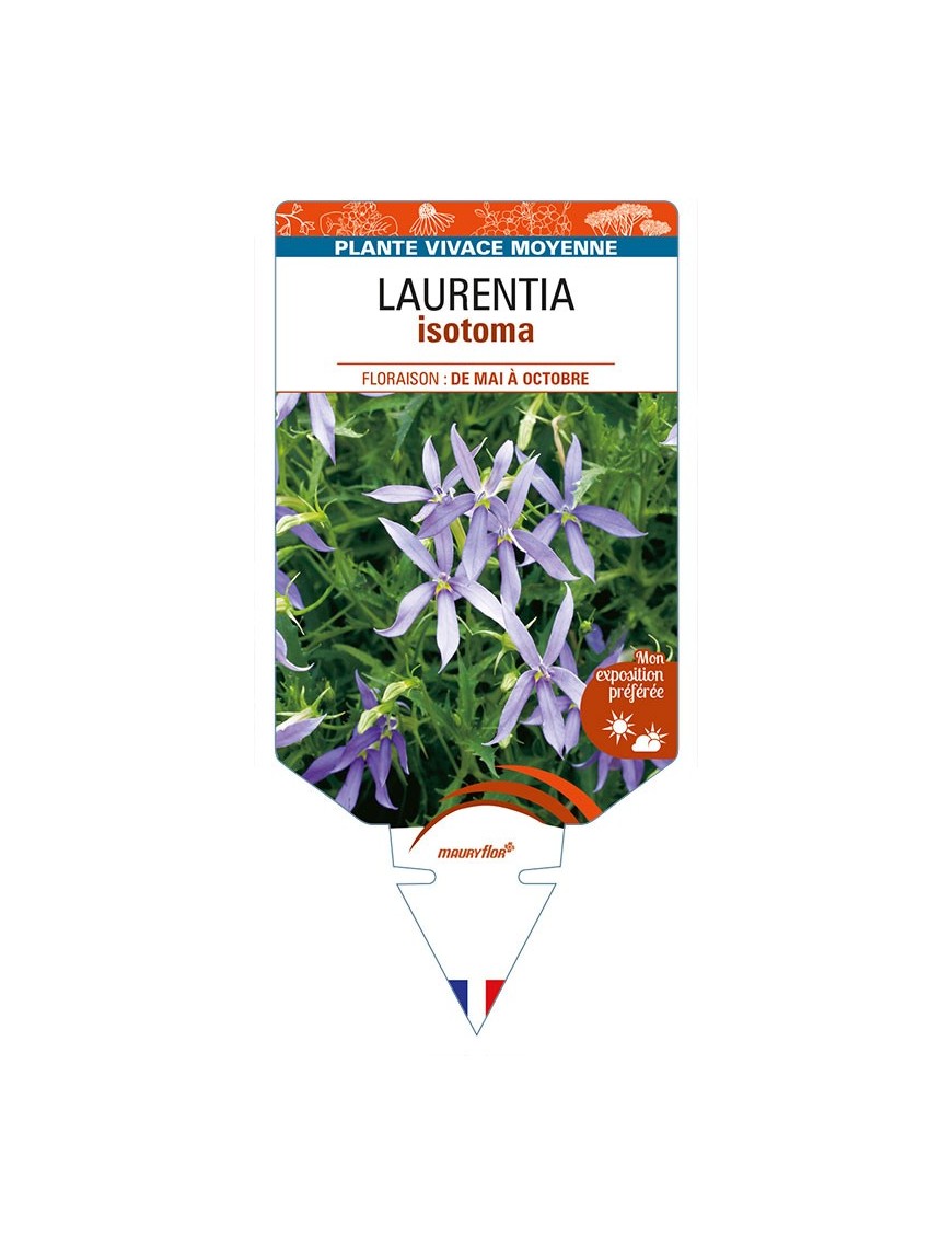 LAURENTIA isotoma