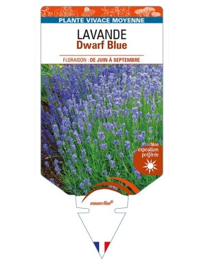 LAVANDULA (angustifolia) 'Dwarf Blue'