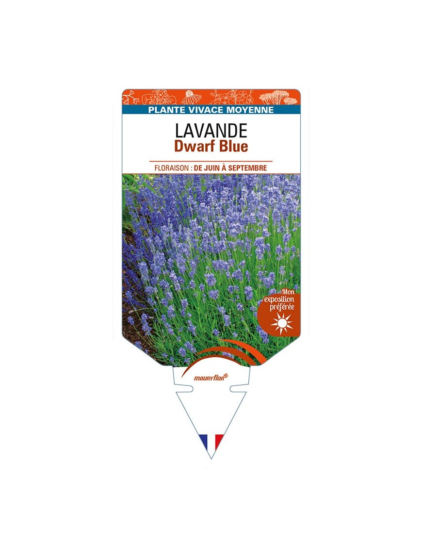 LAVANDULA (angustifolia) 'Dwarf Blue'