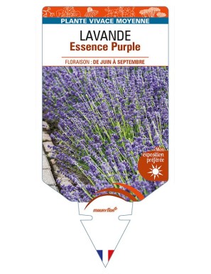 LAVANDULA (angustifolia) 'Essence Purple'