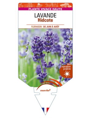 LAVANDULA (angustifolia) 'Hidcote'
