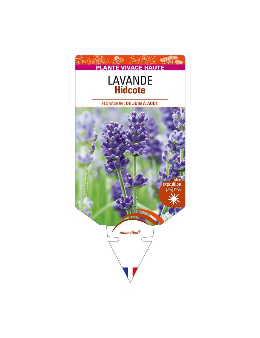 LAVANDULA (angustifolia) 'Hidcote'