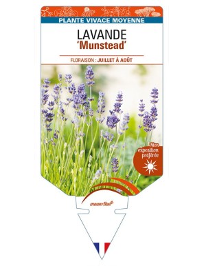 LAVANDULA (angustifolia) 'Munstead'