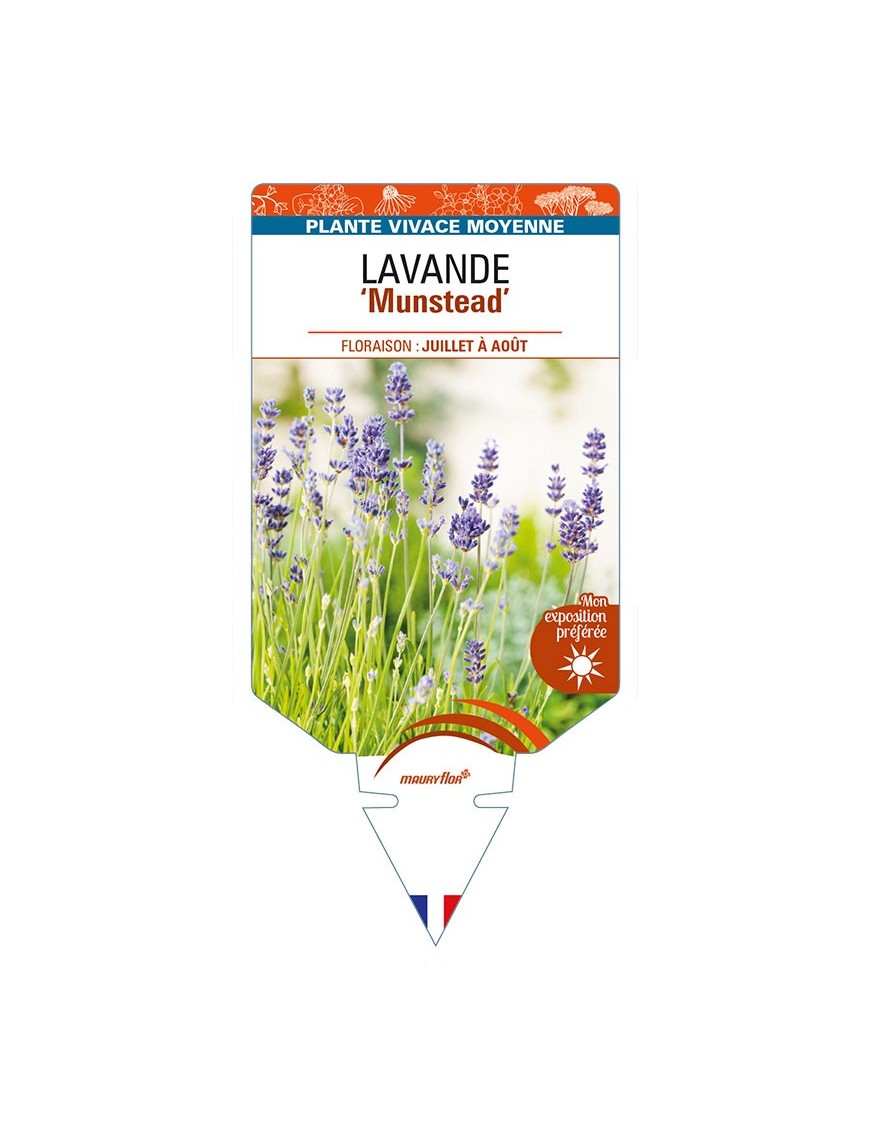LAVANDULA (angustifolia) 'Munstead'