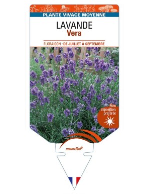 LAVANDULA (angustifolia) 'Vera'
