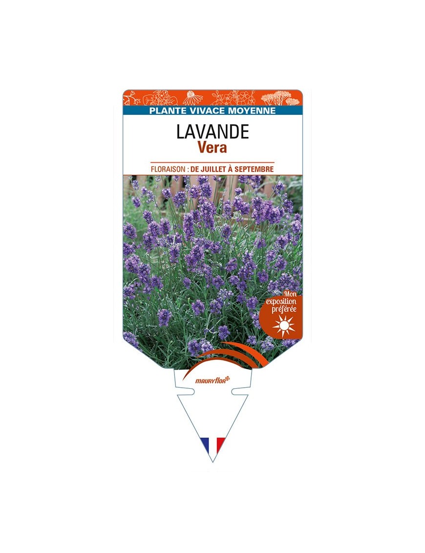 LAVANDULA (angustifolia) 'Vera'