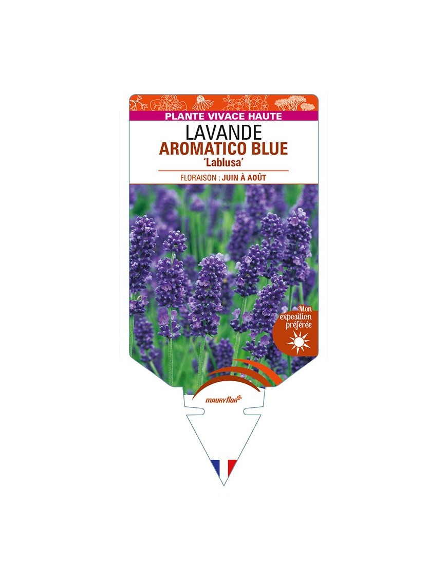 LAVANDULA (angustifolia) AROMATICO BLUE 'Lablusa'