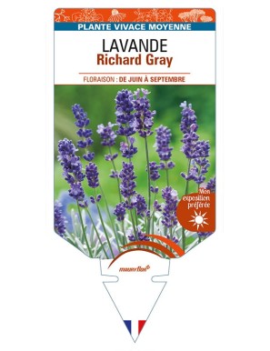 LAVANDULA (x chaytorae) 'Richard Gray'