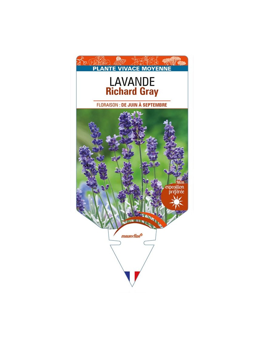 LAVANDULA (x chaytorae) 'Richard Gray'
