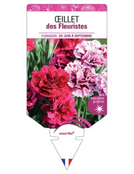 ŒILLET DES FLEURISTES