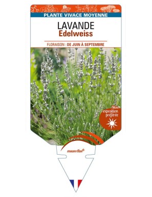 LAVANDULA (x intermedia) Edelweiss