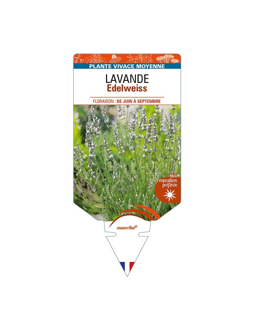 LAVANDULA (x intermedia) Edelweiss
