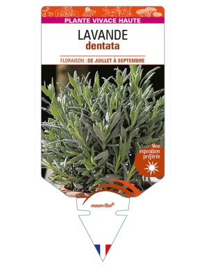 LAVANDULA dentata