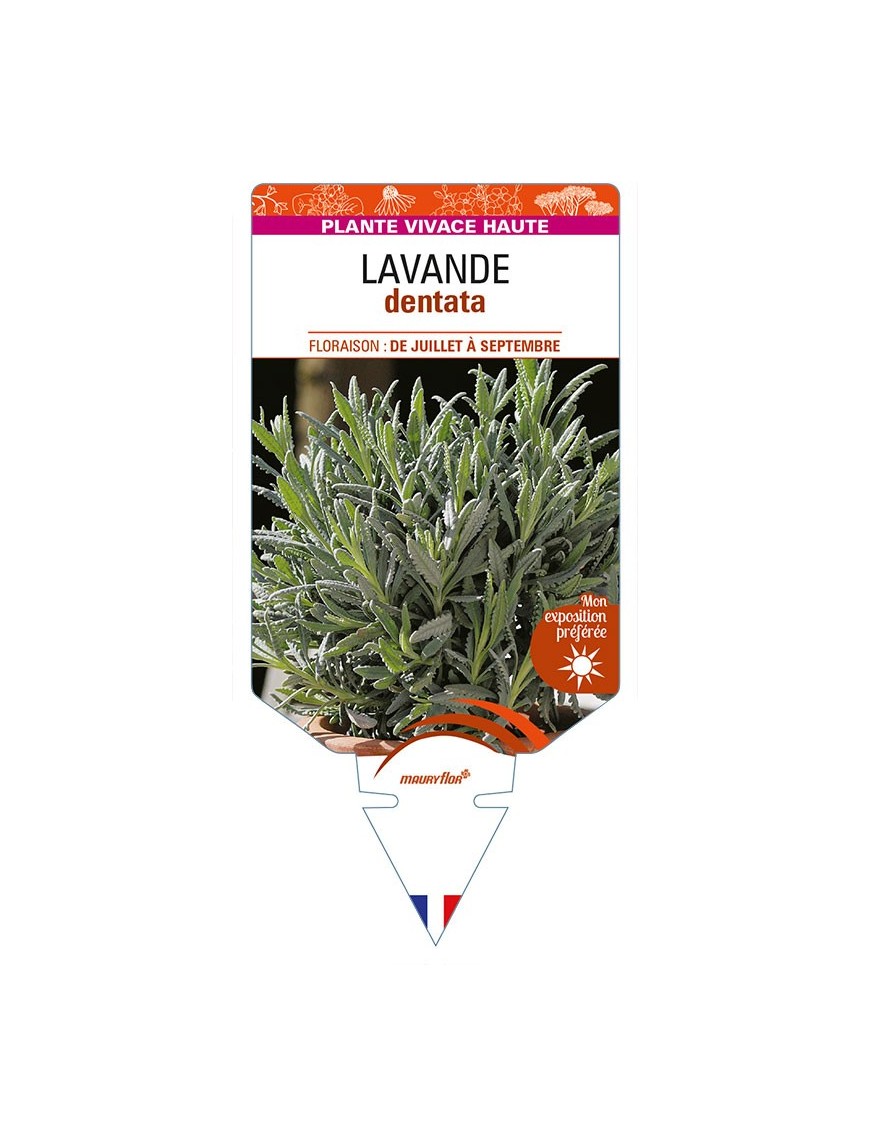LAVANDULA dentata