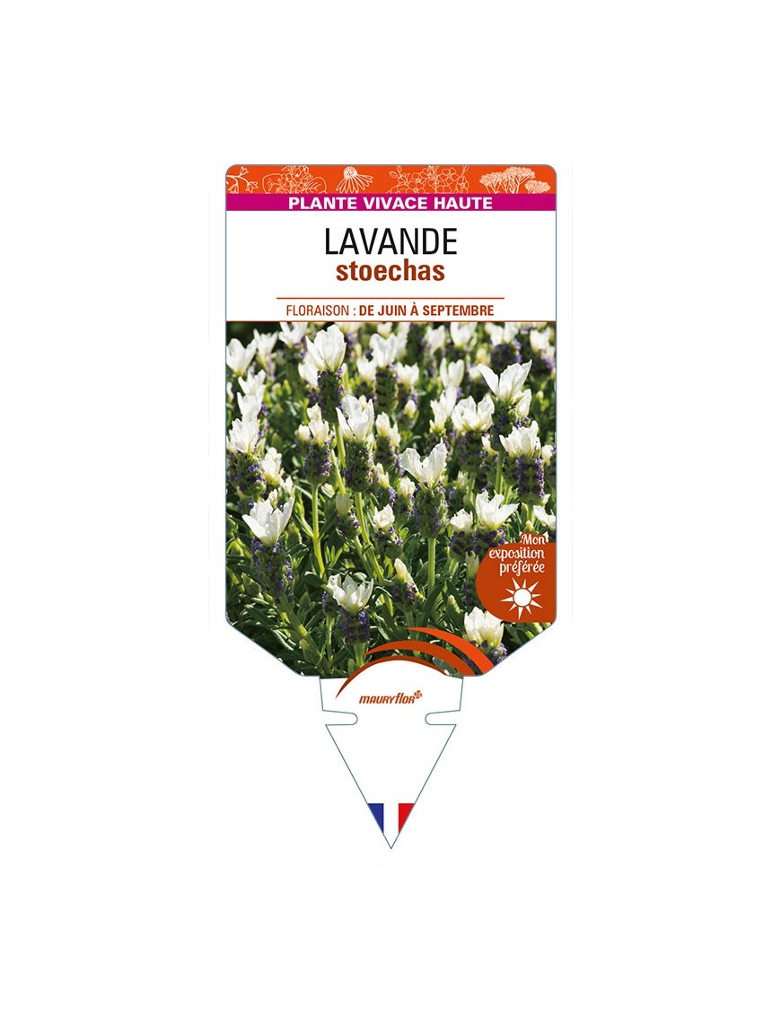 LAVANDULA stoechas (blanche)