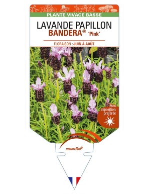 LAVANDULA stoechas BANDERA 'Pink' voir LAVANDE PAPILLON