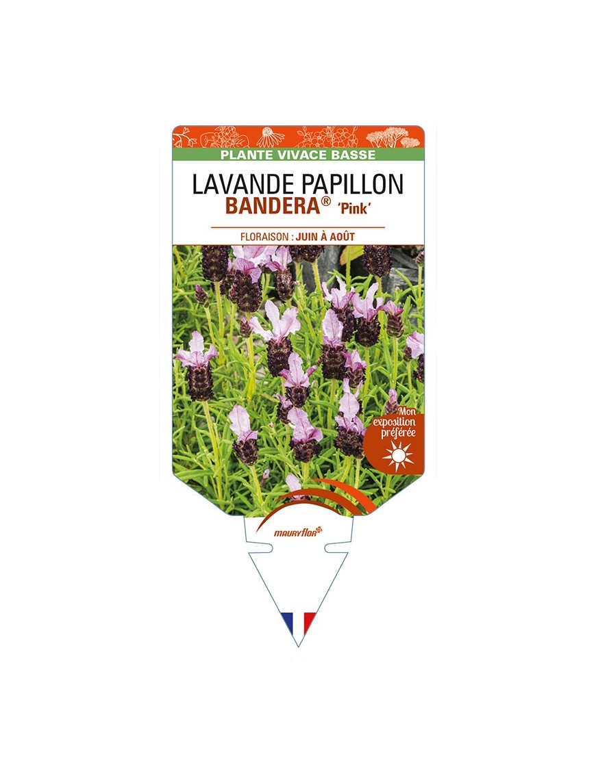 LAVANDULA stoechas BANDERA 'Pink' voir LAVANDE PAPILLON