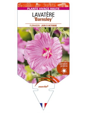 LAVATERA 'Barnsley'
