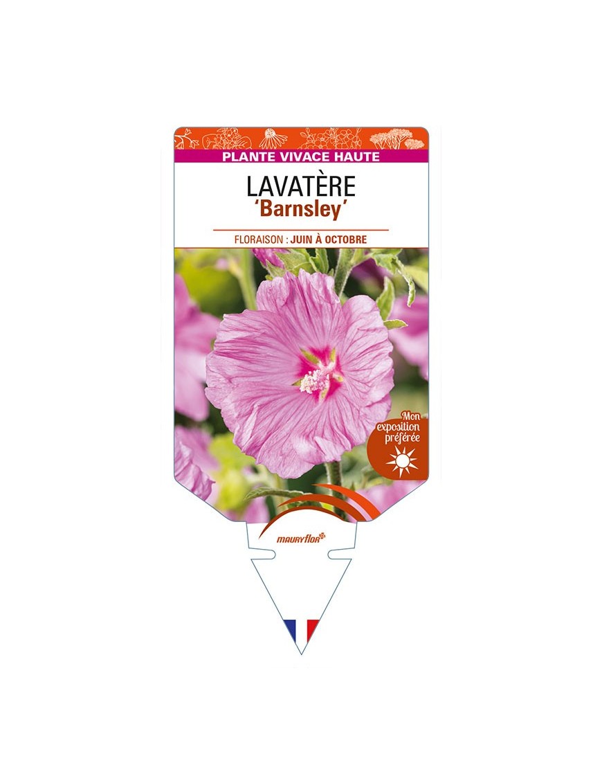 LAVATERA 'Barnsley'