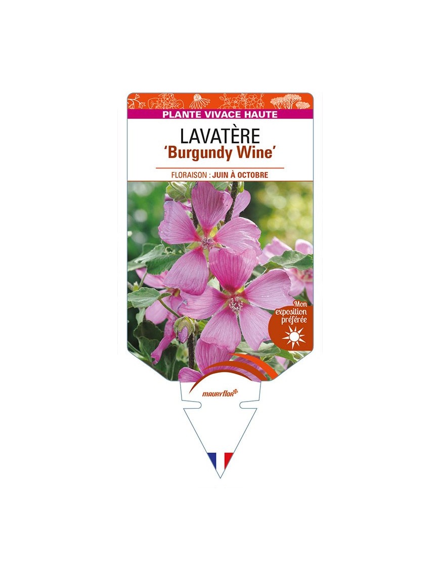 LAVATERA 'Burgundy Wine'