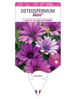 OSTEOSPERMUM AKILA®