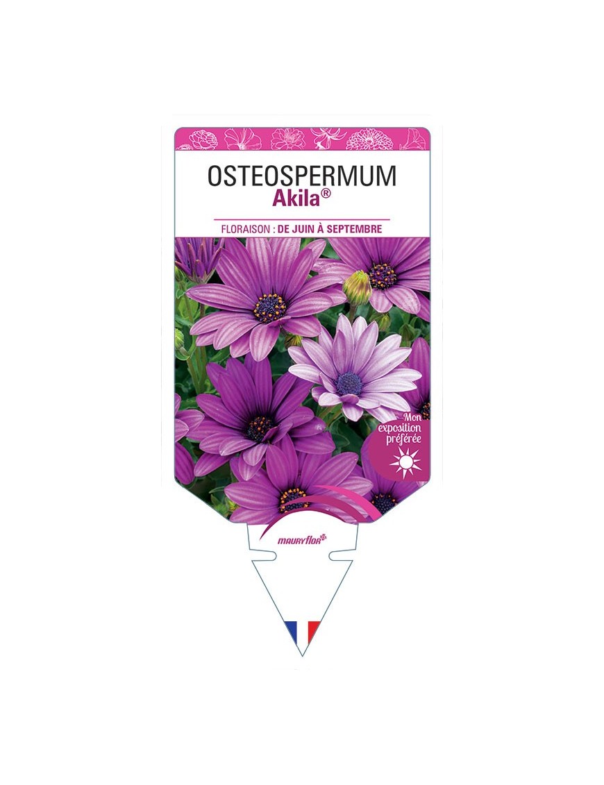 OSTEOSPERMUM AKILA®