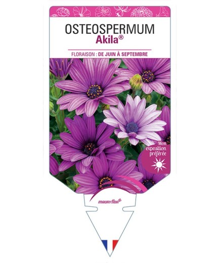 OSTEOSPERMUM AKILA®
