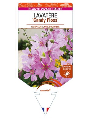 LAVATERA 'Candy Floss'